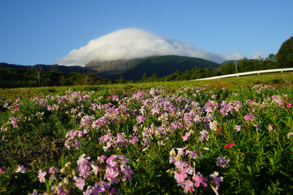 秋の芝桜