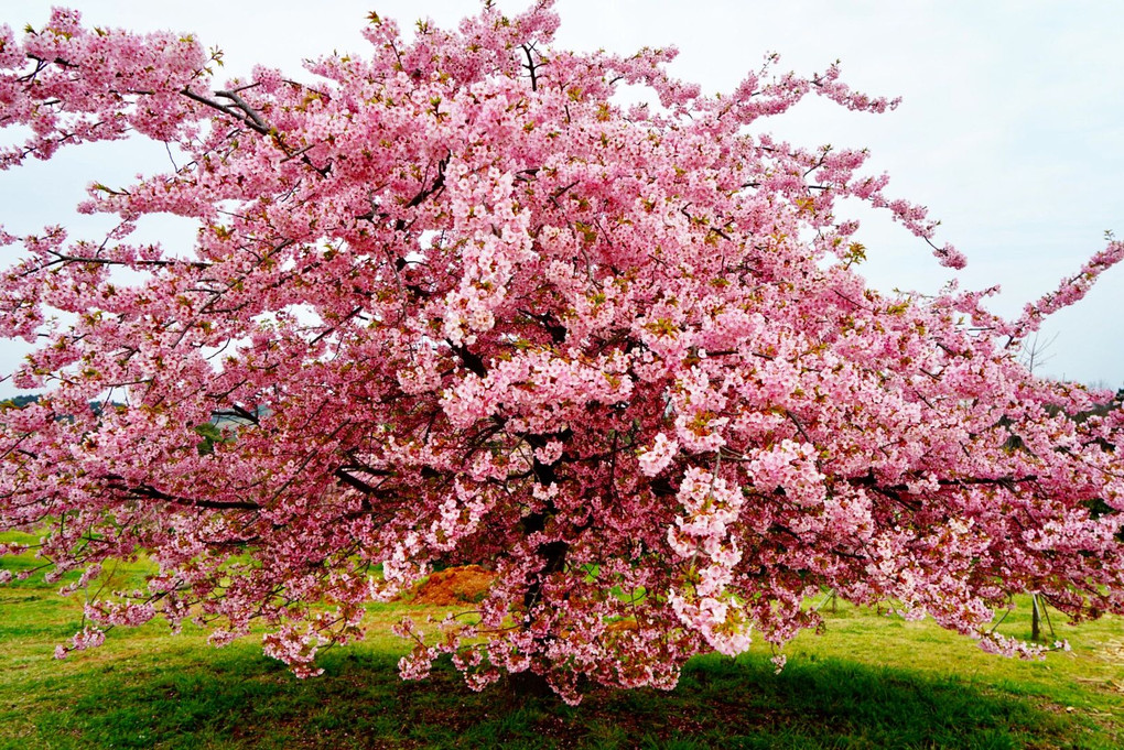 満開の河津桜。