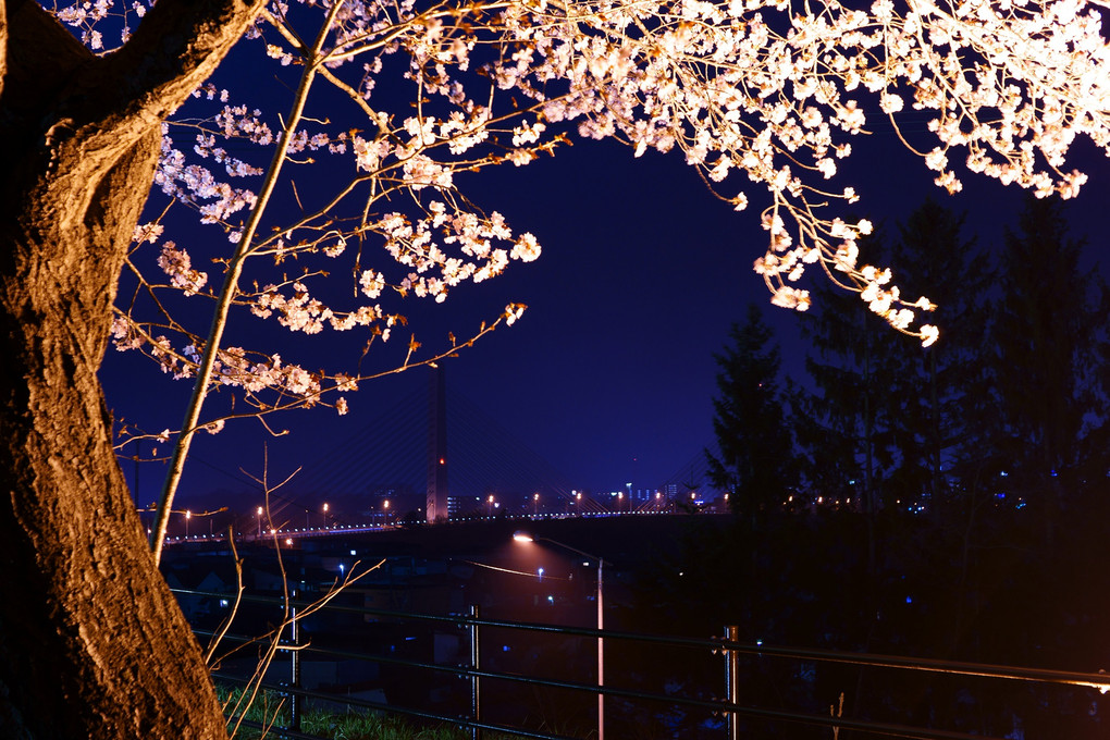 夜桜