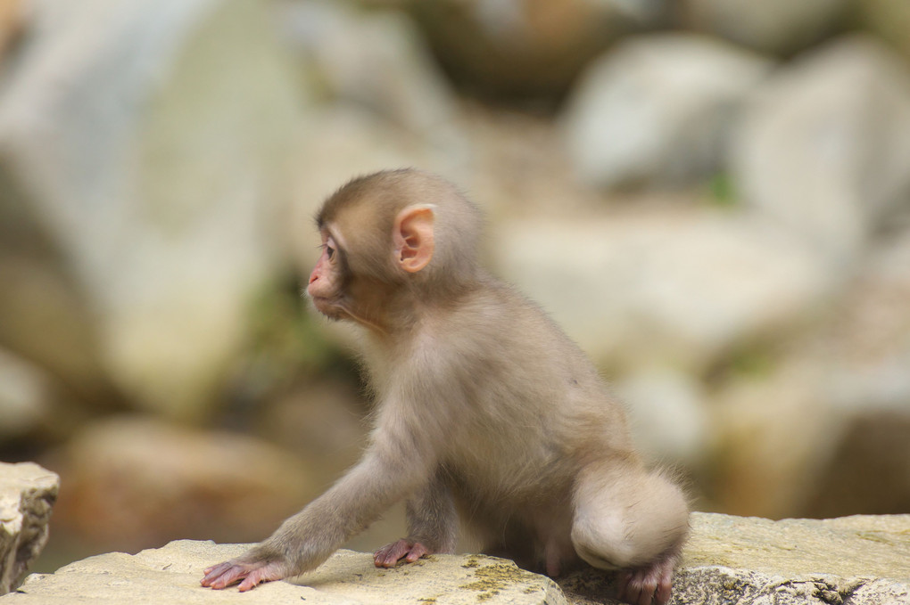 子猿の日常 影法師さん Acafe Aの写真投稿サイト ソニー 子猿の日常 影法師さん Acafe Aの写真投稿サイト ソニー