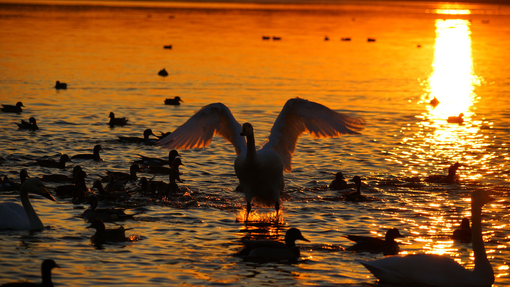 白鳥飛来