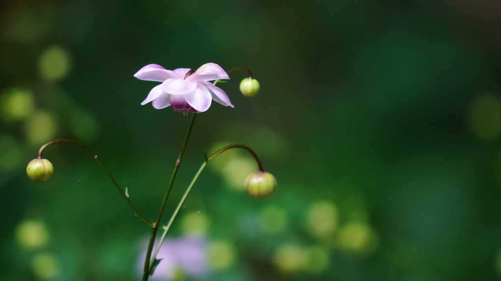 蓮華升麻