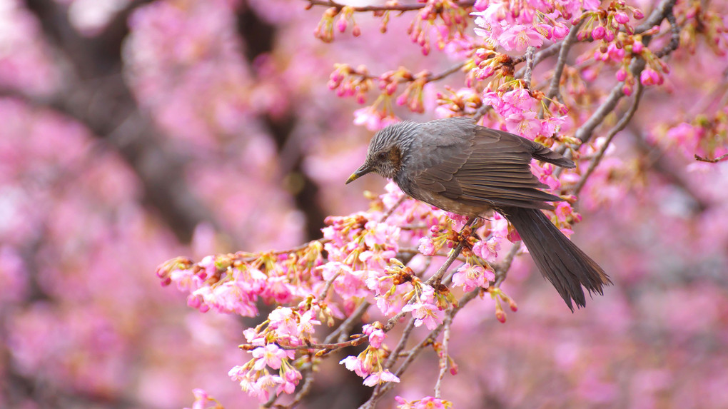 河津桜にヒヨドリ