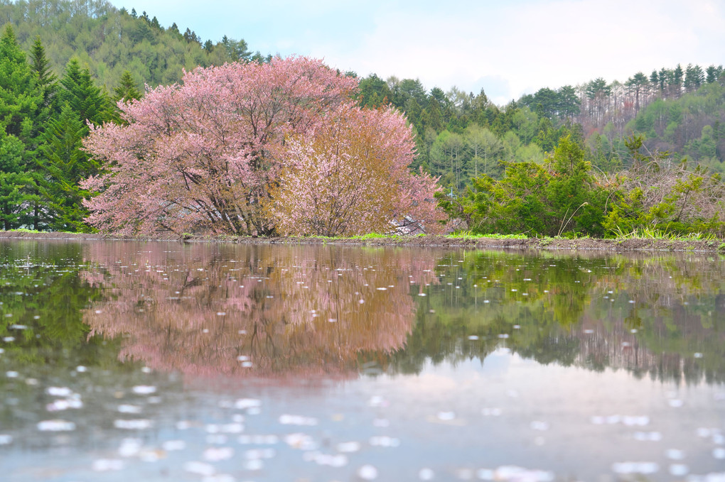 針山の天王桜