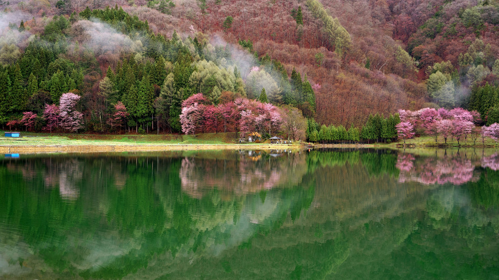 中綱湖の大山桜