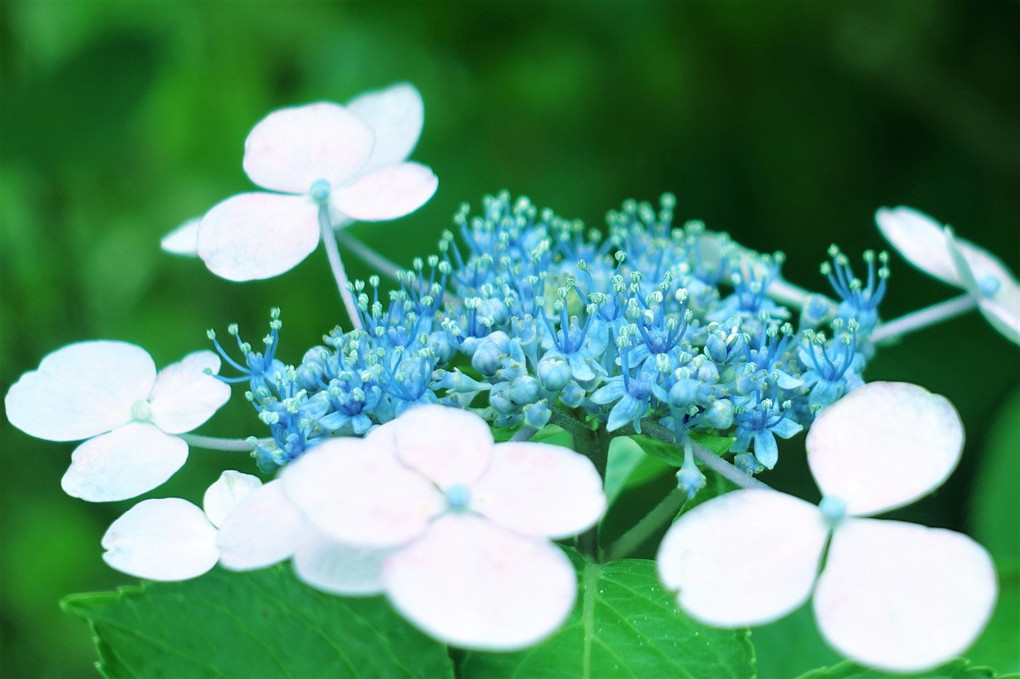 紫陽花