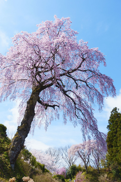 2017年　福島県中通りの桜
