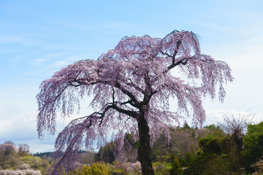2017年　福島県中通りの桜