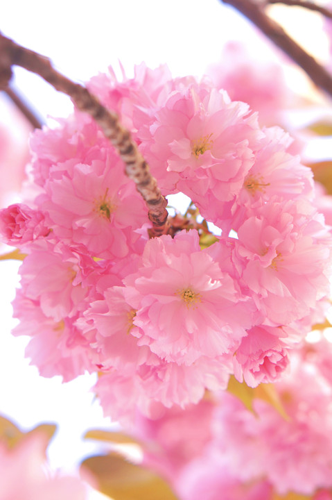 桜の時