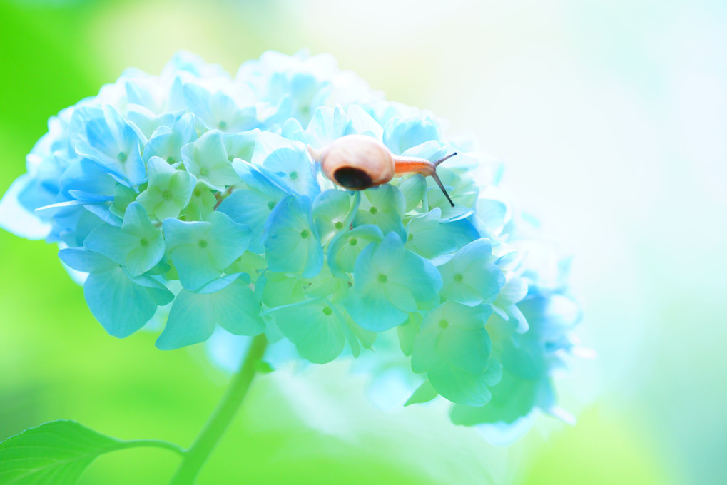 紫陽花