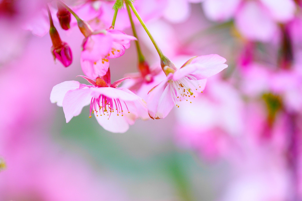 桜