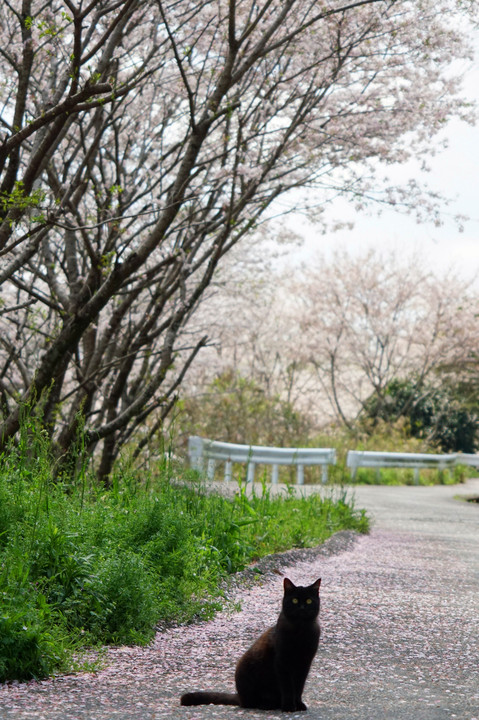 桜と、黒猫と、