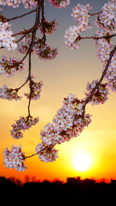 夕映えの桜