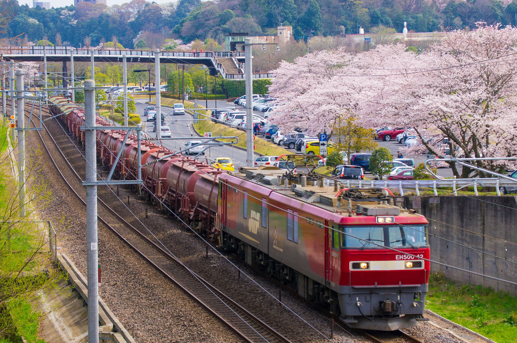 桜と安中貨物 in 茨城