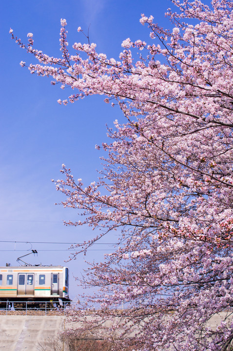 桜色に染まる