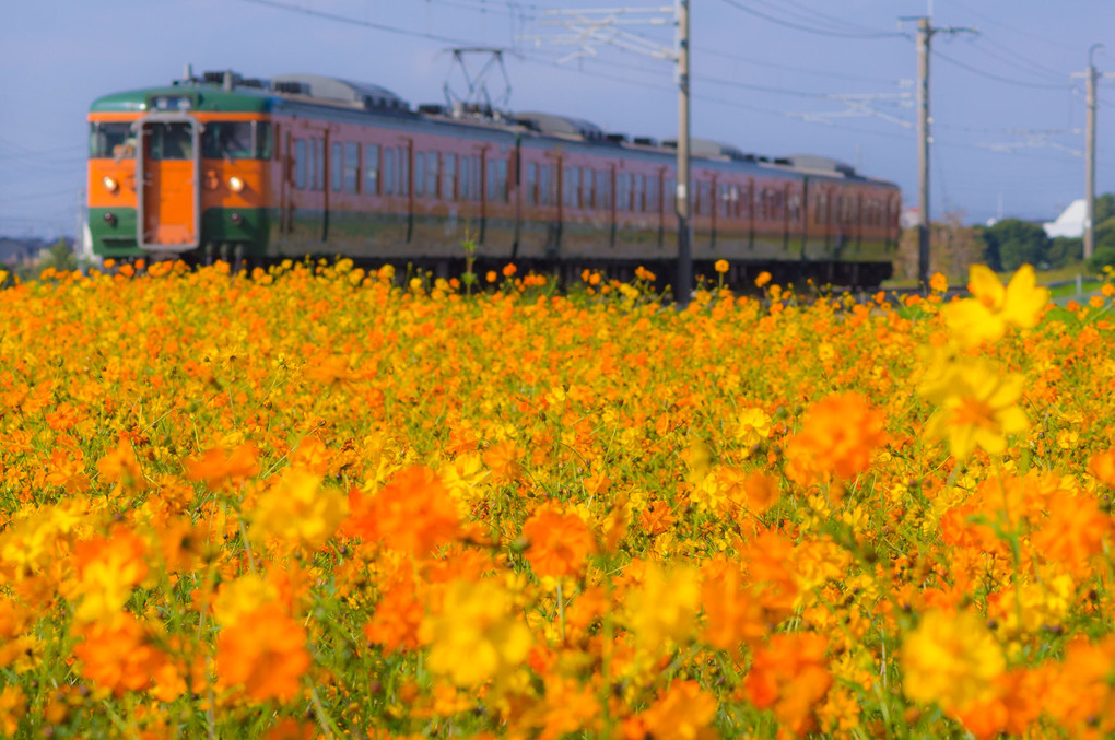 115系　2012年夏・秋