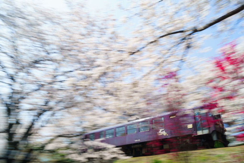 わたらせ渓谷鉄道と桜