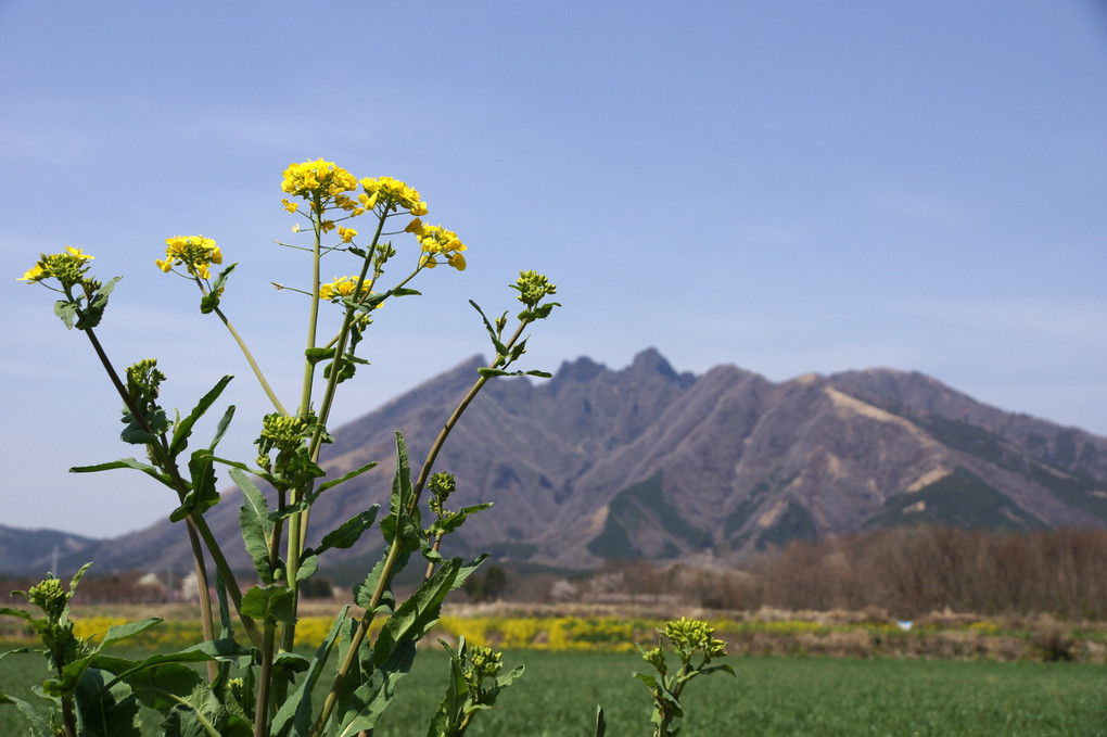 菜の花と根子岳