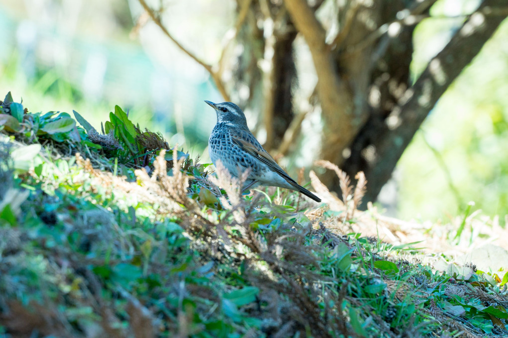 楽しい〜！鳥撮り！