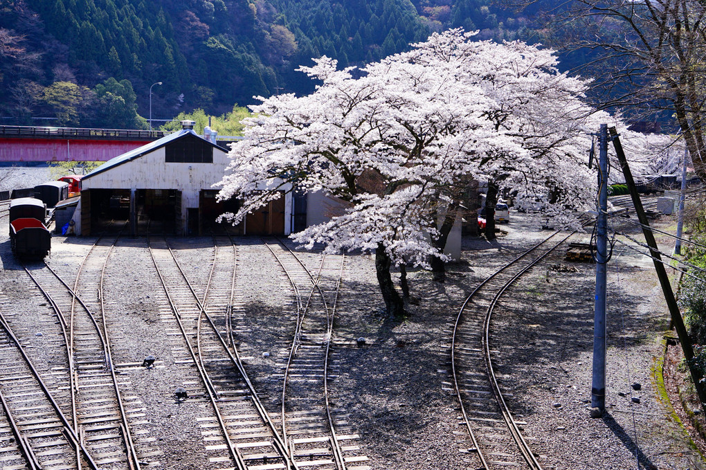 両国駅と桜　その１