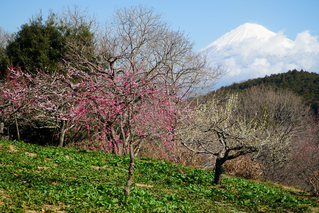 梅の開花を喜ぶ富士山