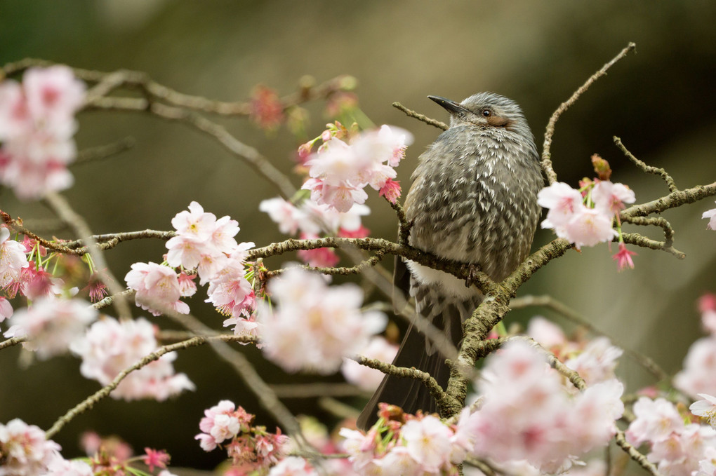 春の足音　寒緋桜とヒヨドリ