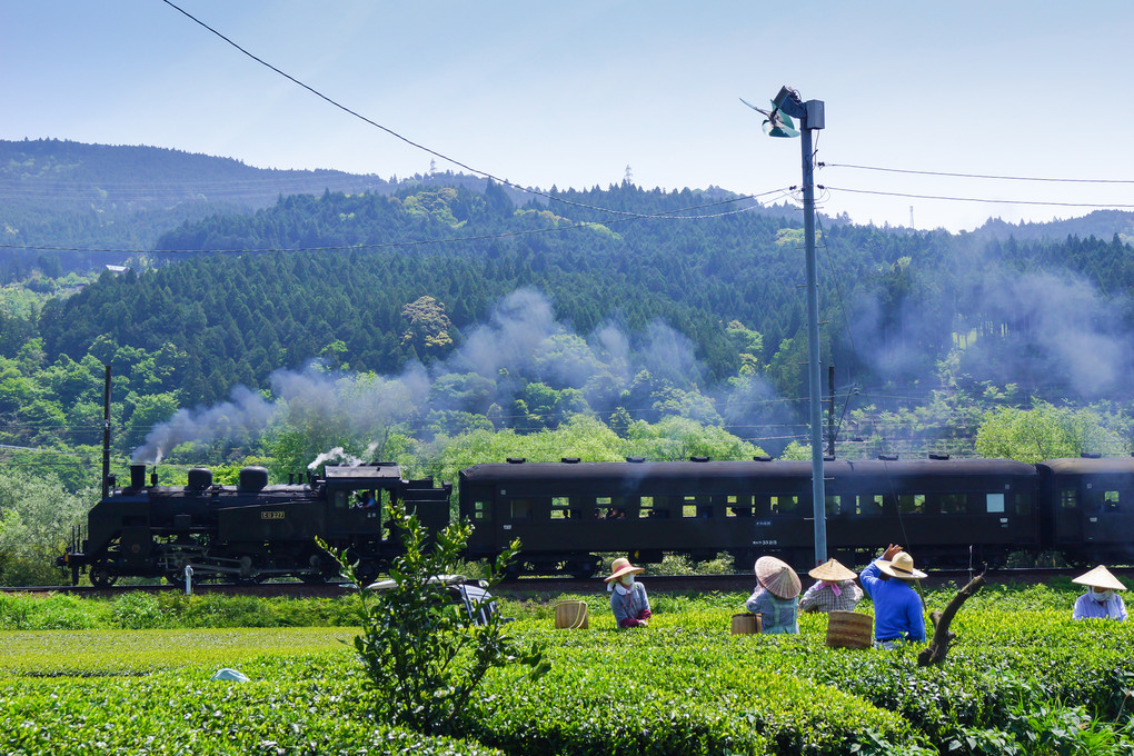 大井川鐵道　一番茶の季節
