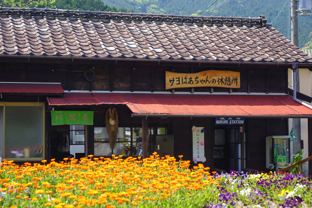 大井川鐵道　一番茶の季節