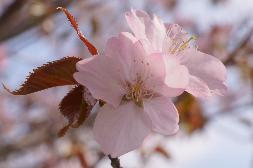 桜に魅了されて