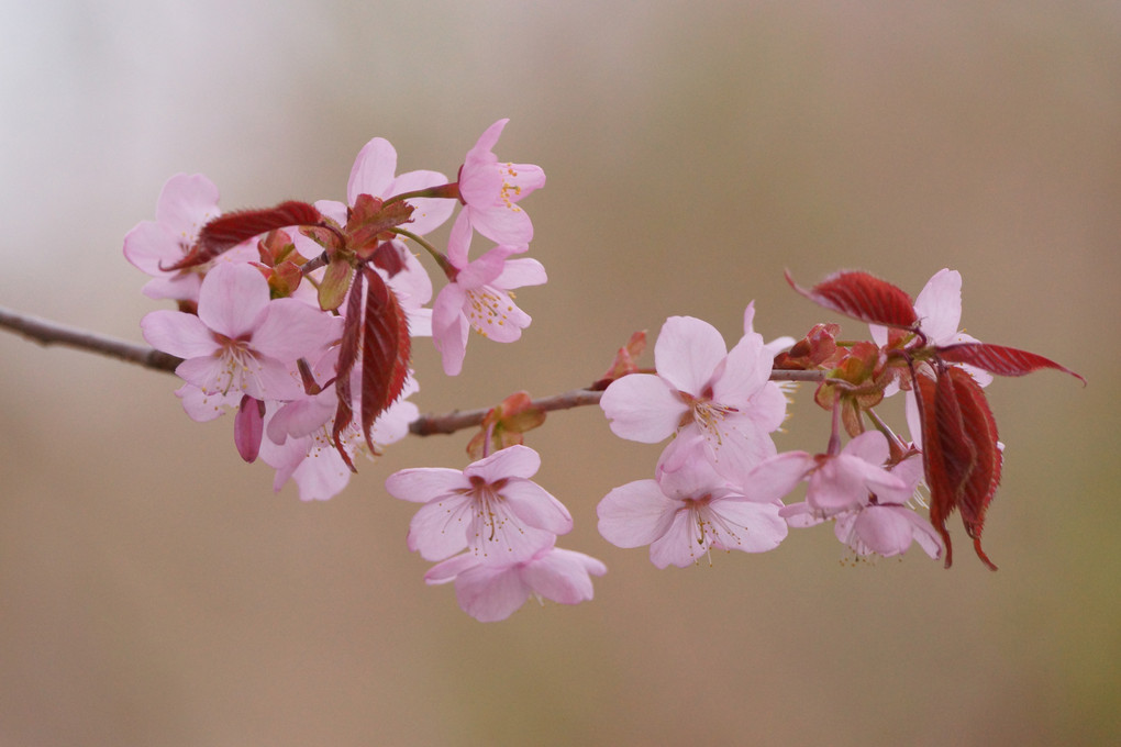 桜に魅了されて
