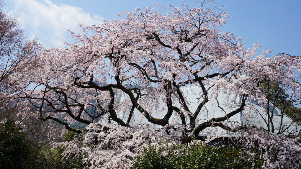 佐賀 宝珠寺の一本桜（ヒメシダレザクラ）