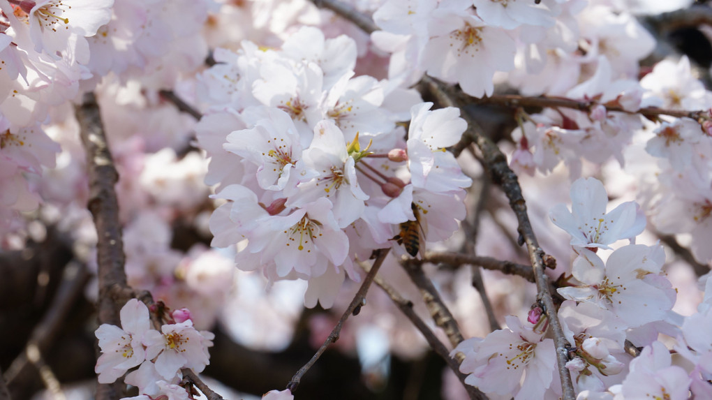 佐賀 宝珠寺の一本桜（ヒメシダレザクラ）