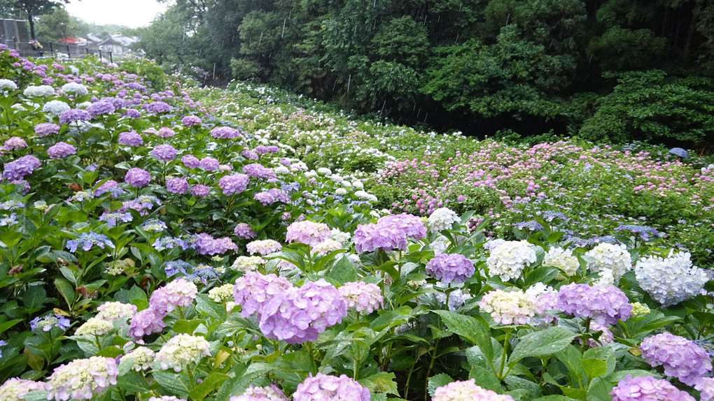 あじさい寺　千光寺