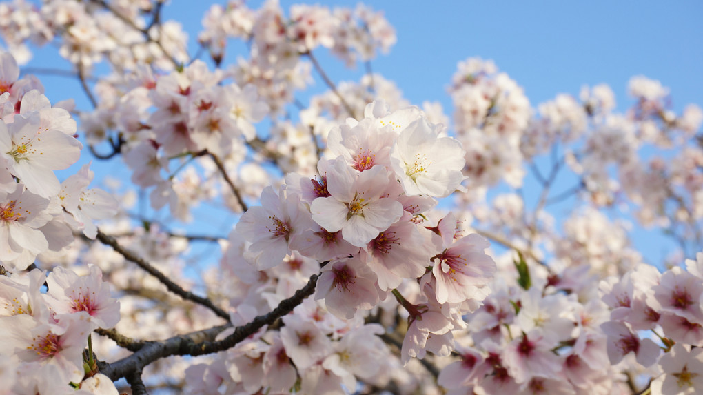 佐賀 小城公園 満開の桜♪♪