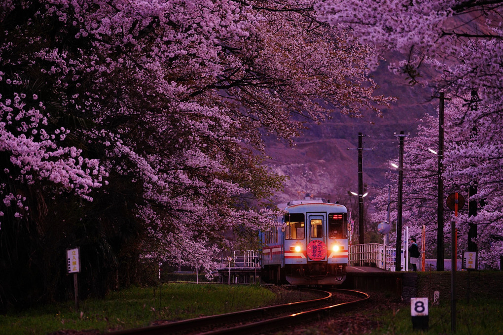 谷汲の桜