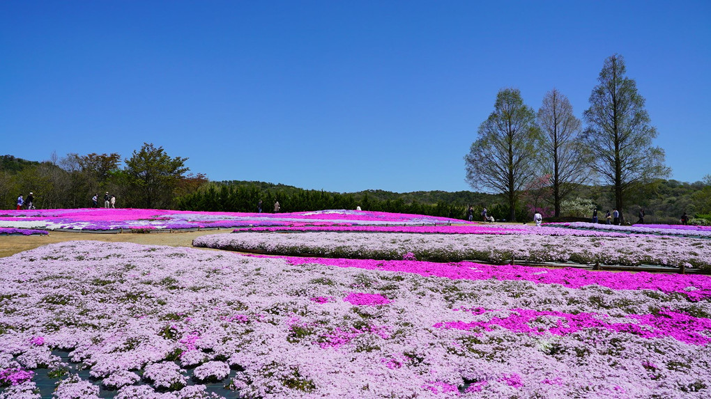 芝桜と青空