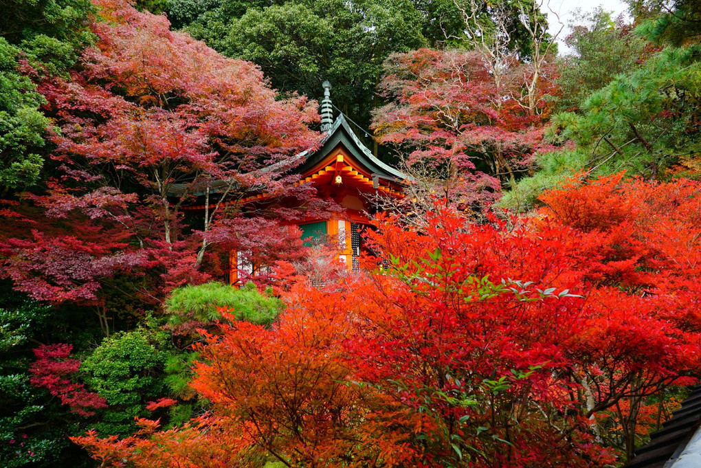 京都・紅葉巡り