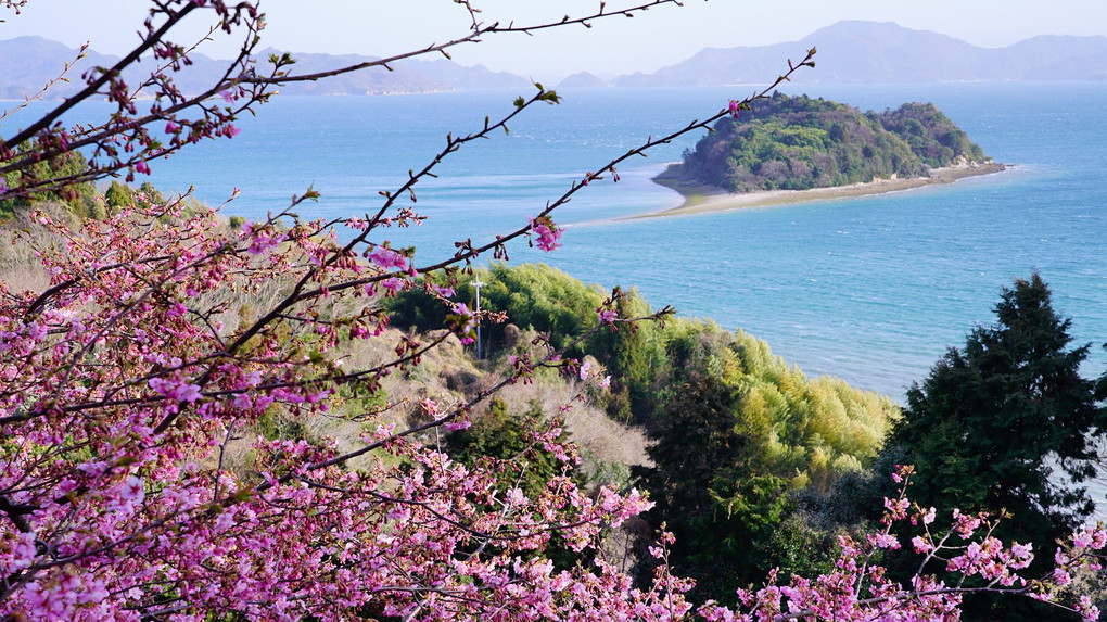 桜と島