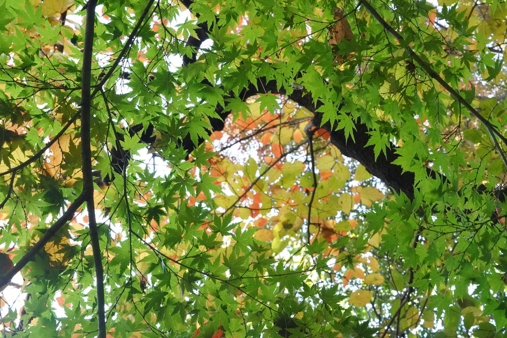 気軽に紅葉狩り〜公園に行こう！