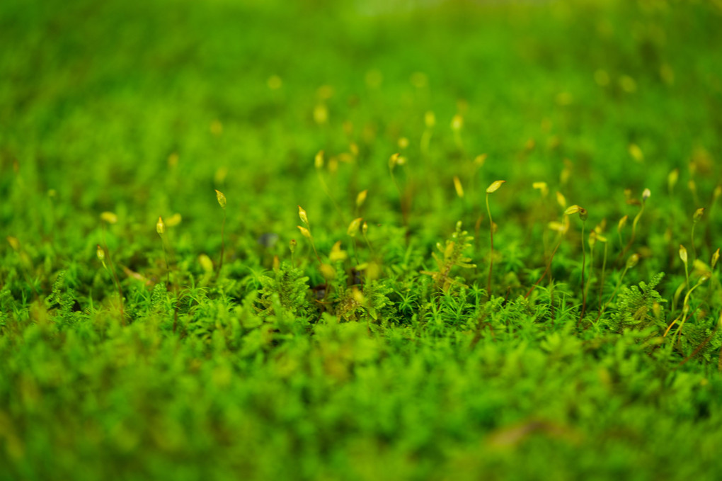 苔の庭園