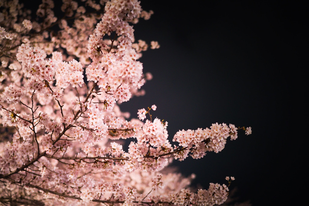 夜桜（鶴山公園）