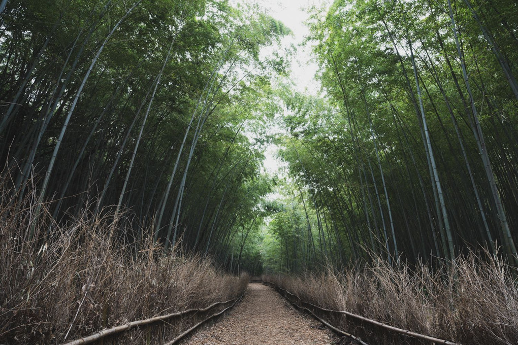 竹林の道