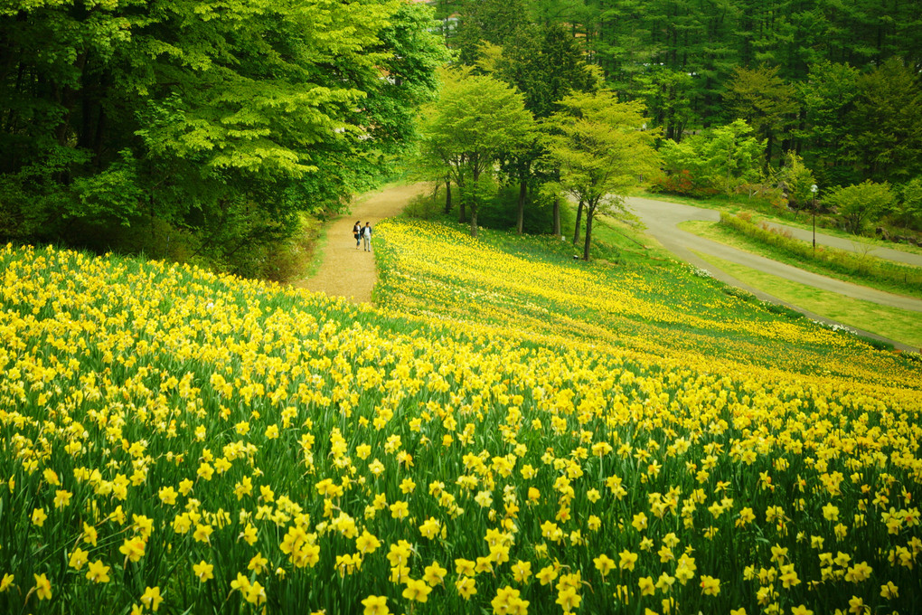 花の散歩道