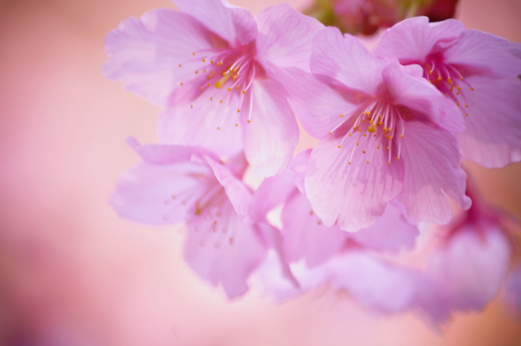 春、桜色！
