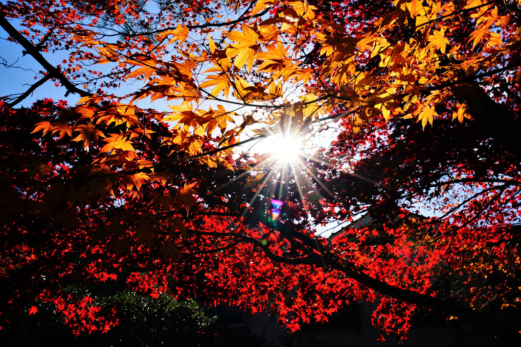 秋の陽光