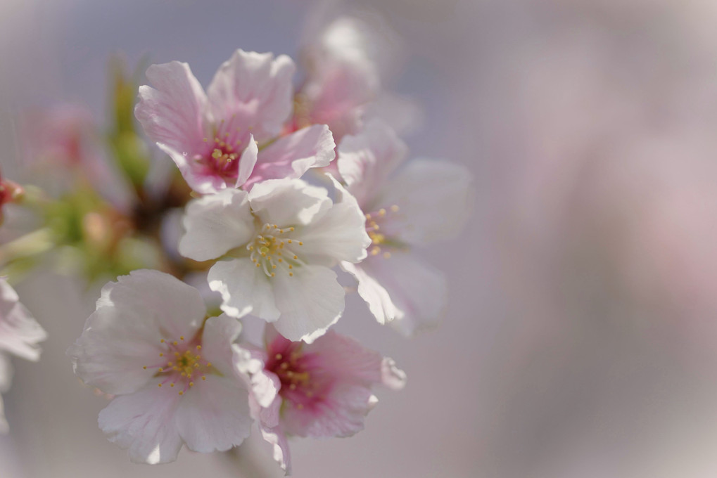 夢桜