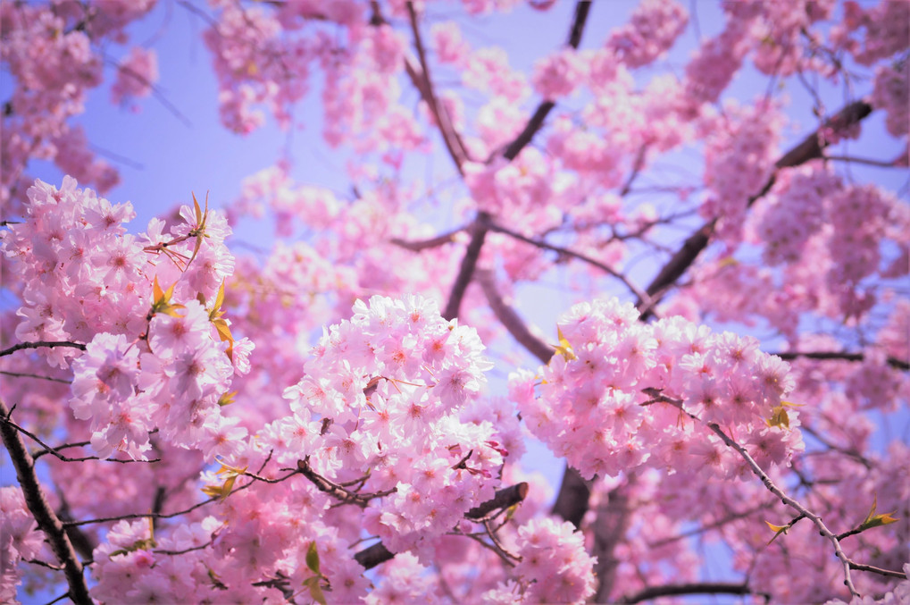 桜いろいろ