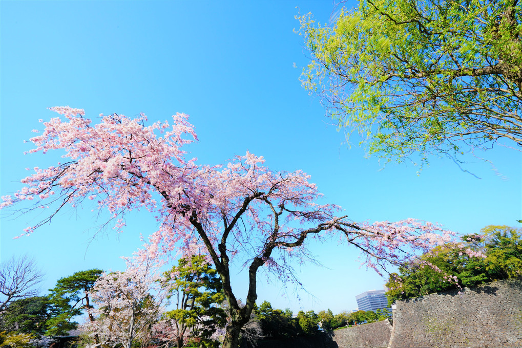 江戸城の春