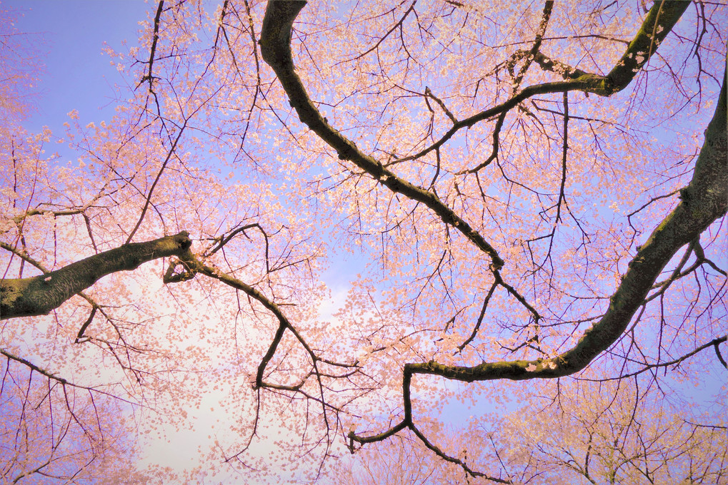 桜、枝、空