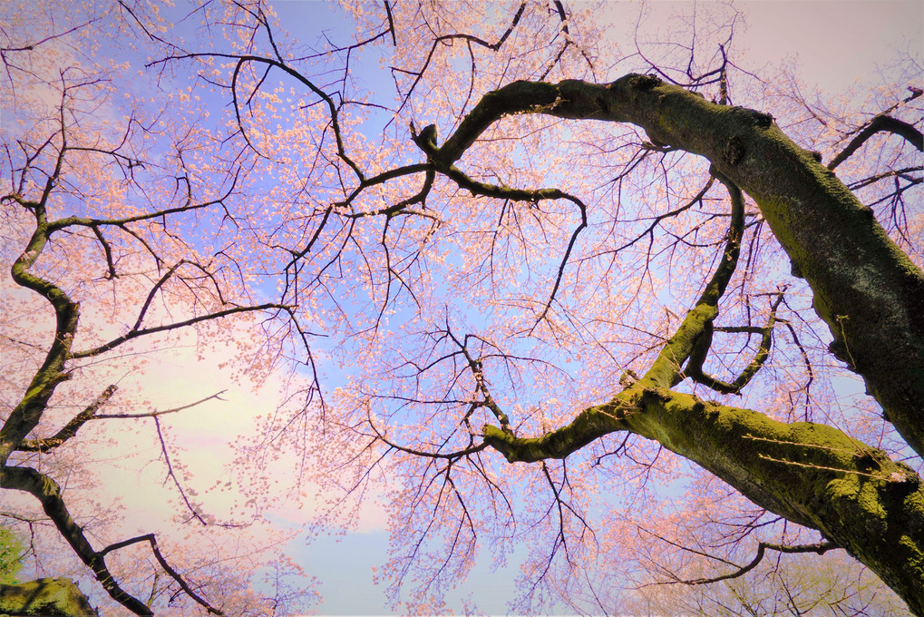 桜、枝、空